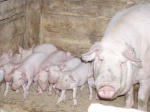Выращивание свиней 